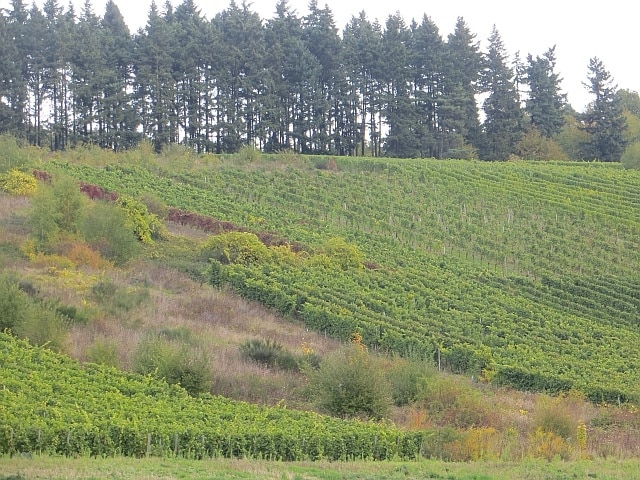 Vineyard near Monzel