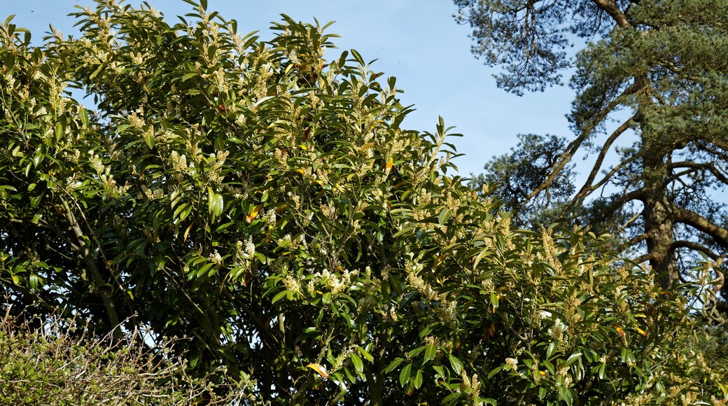 Billede "Little Laver" af Acabashi (CC BY-SA) / beskåret fra det originale billede