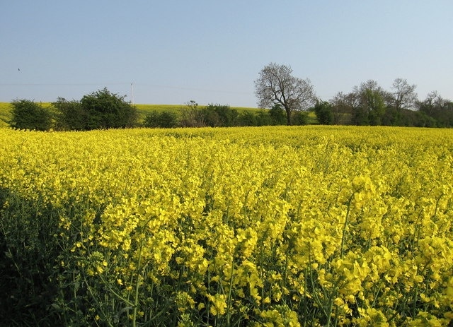 Field of Rape, Crookston. Common crop in East Lothian. Looking towards West Mains.