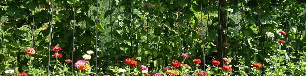 Photo "Northern Gardens / The Lost Gardens of Heligan" by Rob Young (Creative Commons Attribution 2.0) / Cropped from original