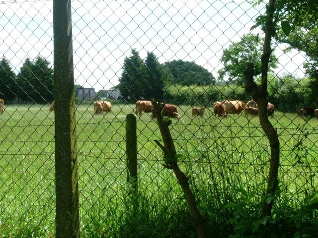 Farm in Fulmer Cows in a field.