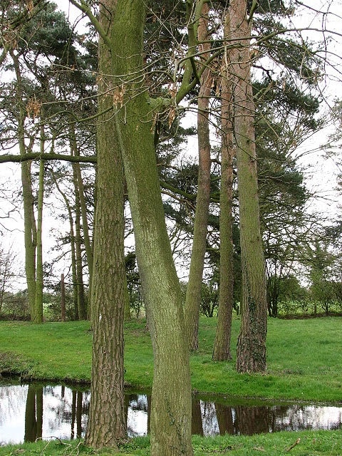 Conifer trunks These trees grow beside a pond, located in a large garden beside Church Road.