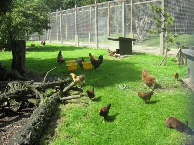 Zoo at Allestree Park in Derby