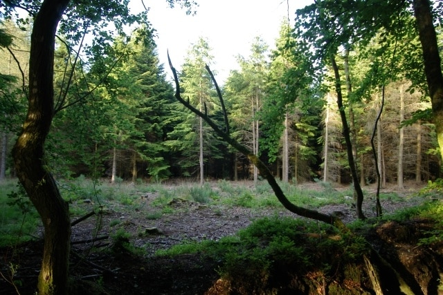 Woodland clearing, East Hill Strips. Woodland clearing, East Hill Strips, near Ottery St Mary, Devon.