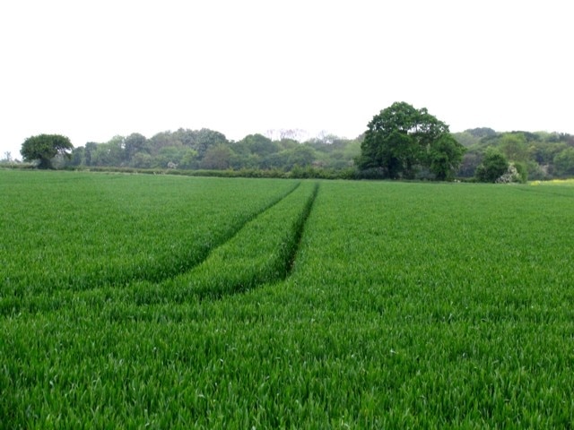 Fields. The map shows a MOAT in the woods in the next square TL2363 but it was far too wet to go and have a look! And somebody else got there first! 222193