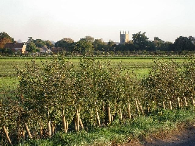 Surrounded By Fields Looking from the B1077 towards the Parish Church in Saham Toney.