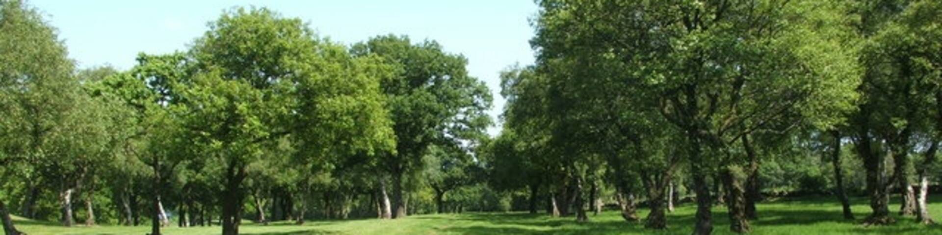 Military Way at Seabegs Wood At Seabegs Wood, a section of the Antonine Wall is clearly visible, but this site also has one of the best-preserved stretches of the Military Way, a military road that ran behind (i.e. south of) the rampart for the entire length of the frontier. The Military Way would have been used in the supply of forts and movement of troops. Though it is not conspicuous, it can be made out here at the highest part of the Seabegs Wood site. In this photo, taken while standing on the Military Way and looking eastward along its length, its route is visible as a grassy bank that spans the lower edge of the photo, and which recedes into the distance.