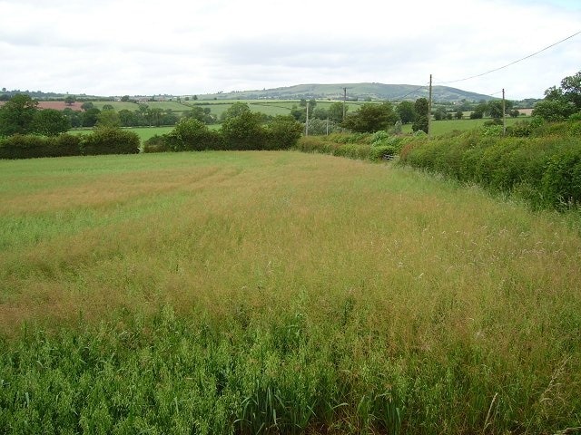 Cornfield, Cleestanton. Field of oats under Brown Clee (Clee Burf 502m). Taken from near a crossroads.