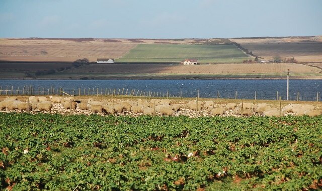 Neap and Sheep I looked over a hedge by the A882 in Watten and saw this. A field of turnips with a field of sheep beyond, looking like free-range hens. Loch Watten beyond.