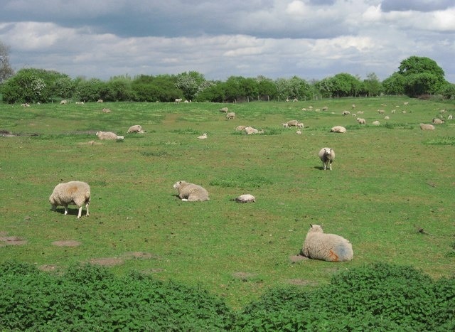 Sheep may safely graze... ...on Tudworth Hall Farm, a stone's throw from the M18.