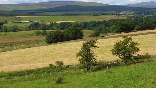 Kuva ”Nicholforest” käyttäjältä Andrew Smith (CC BY-SA) / rajattu alkuperäisestä kuvasta