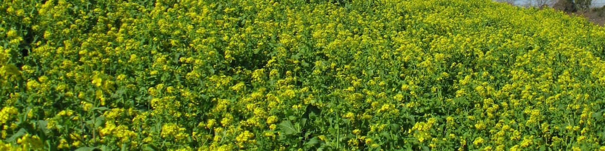 Photo "菜の花畑" by saku5885 (Creative Commons Attribution 3.0) / Cropped from original