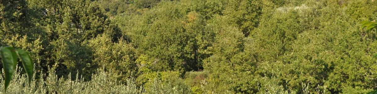 Photo "Pico (Italy)2012" by Ra Boe / Wikipedia (Creative Commons Attribution-Share Alike 3.0 de) / Cropped from original