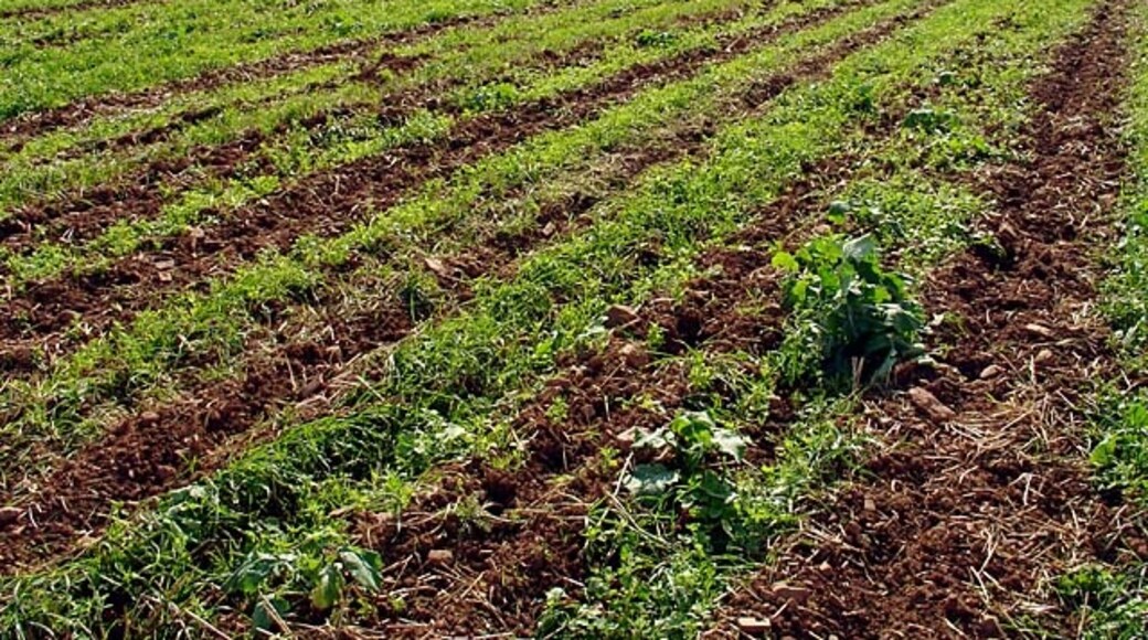 Photo "Ham and Stone" by Linda Bailey (CC BY-SA) / Cropped from original