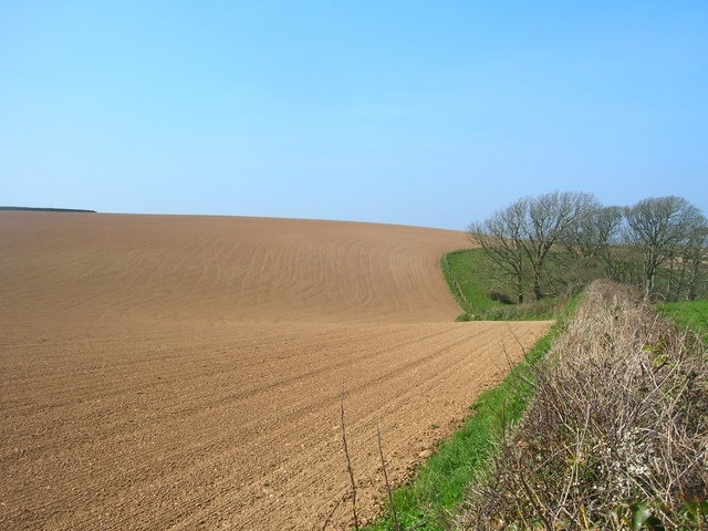 Field below Roscarrock Spring sown field above Port Isaac. The footpath up to Trewinte crosses the field from the left.