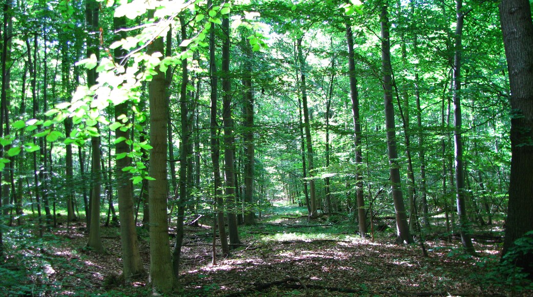 Foto "Schellerten" oleh GeorgDerReisende (page does not exist) (CC BY-SA) / Dipotong dari foto asli