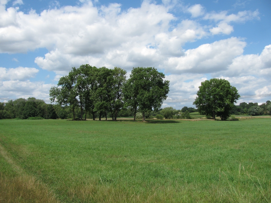 Baumgruppe in der Ederniederung bei Cappel