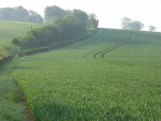 Farmland below Plantation Hill The tram-line in this wheat follows the line a the bridleway climbing up to Plantation Hill.