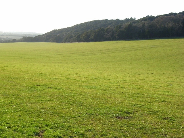 Pasture, Watlington Looking across to woodland on the southern side of Watlington Hill from the edge of Lower Dean Wood.