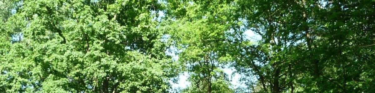 Photo "im Mutterstädter Wald" by Immanuel Giel (Creative Commons Attribution 3.0) / Cropped from original