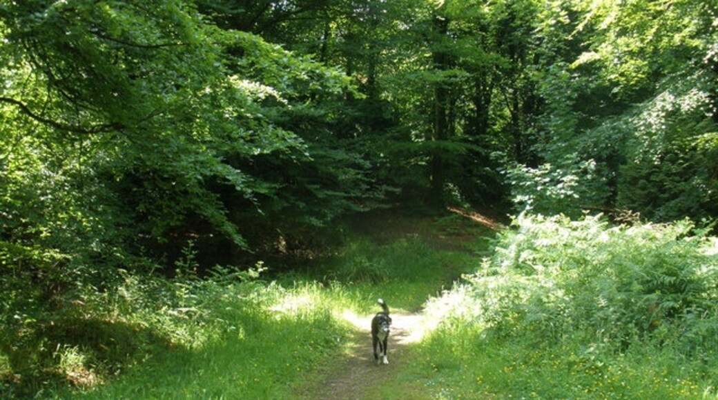 "Curland"-foto av Roger Cornfoot (CC BY-SA) / Urklipp från original