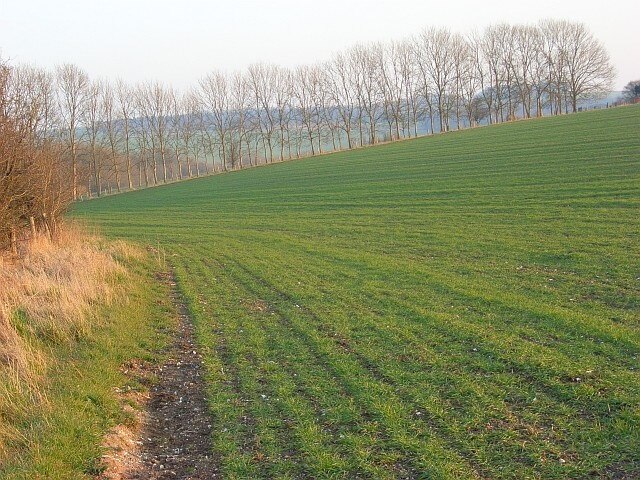 Farmland above Chitterne A cereal crop on the southern side of the Imber Range Perimeter Path which is on a byway to the left of the hedge.