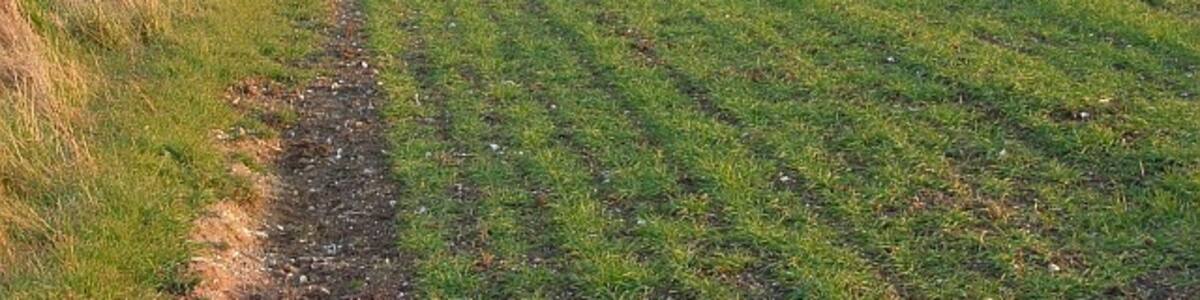 Photo "Farmland above Chitterne A cereal crop on the southern side of the Imber Range Perimeter Path which is on a byway to the left of the hedge." by Andrew Smith (Creative Commons Attribution-Share Alike 2.0) / Cropped from original