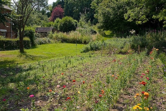 Wayfarer's Walk, from the B2150 at Hambledon The Walk here runs next to the house named The Laurels which is off-picture left. Cut flowers, grown in this bed, are for sale here from a roadside stall.