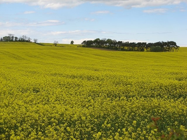 Arable land, Hilton Many acres of oilseed rape to the south of Hilton.