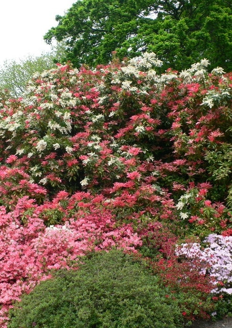 Spring at Bodnant It is a fantastic time of year to visit the gardens at Bodnant - it is glowing with azaleas and rhododendrons and also in this photo, a pieris.