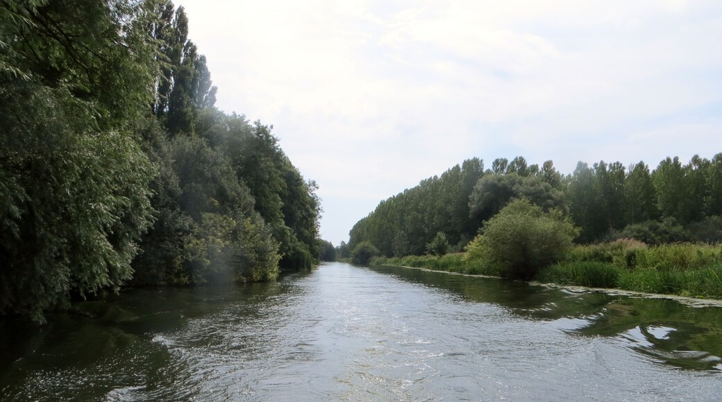 Foto “Cotterstock” tomada por Forester2009 (CC BY-SA); recorte de la original