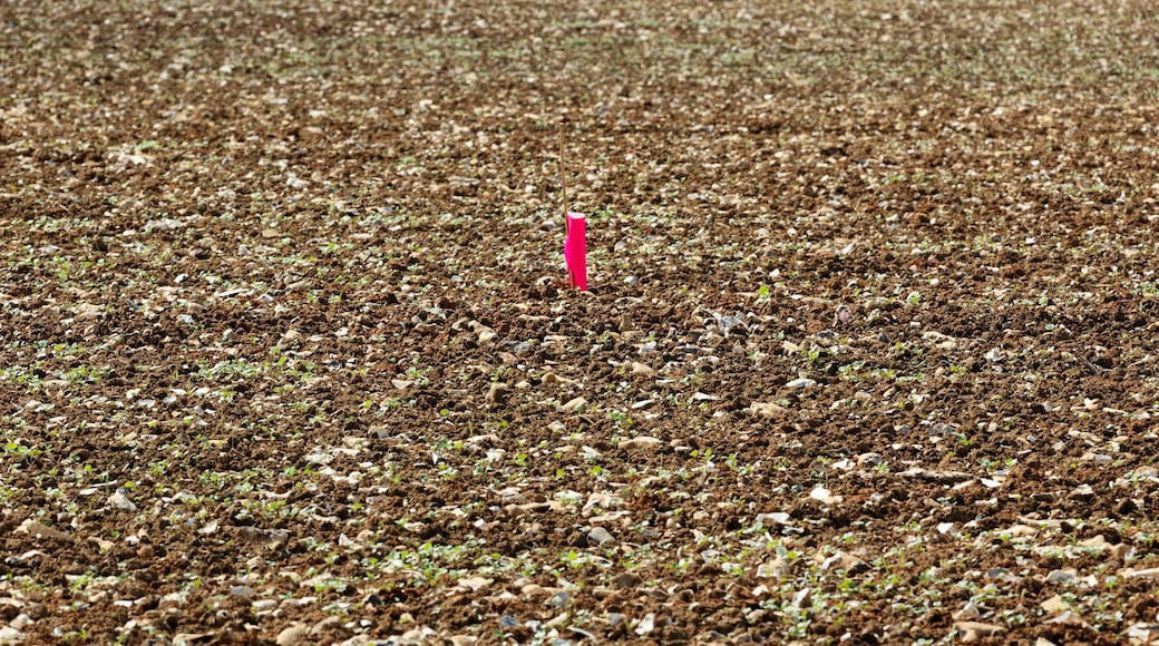 Field with marker at Rothamsted.