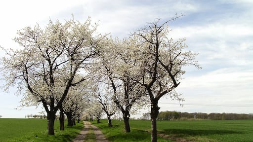 Foto ‘Frohburg’ van Jwaller (CC BY-SA) / bijgesneden versie van origineel