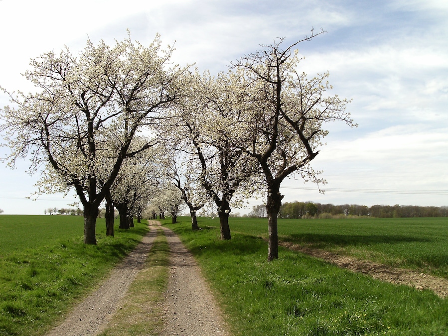 Avenue from Syhra to Terpitz (Kohren-Sahlis, Leipzig district, Saxony)