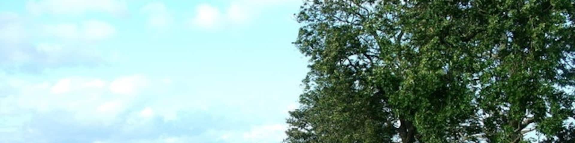 Kirklington Church? Kirklington church just visible from this private track as the trees begin to shed their leaves. Parallel lines of newly planted crop starting to appear in the fields.