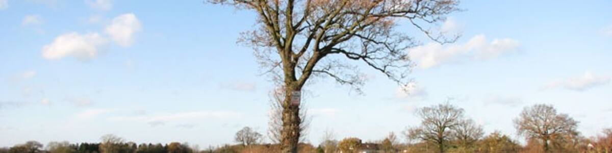 Photo "Puddle in field beside Semere Lane" by Evelyn Simak (Creative Commons Attribution-Share Alike 2.0) / Cropped from original