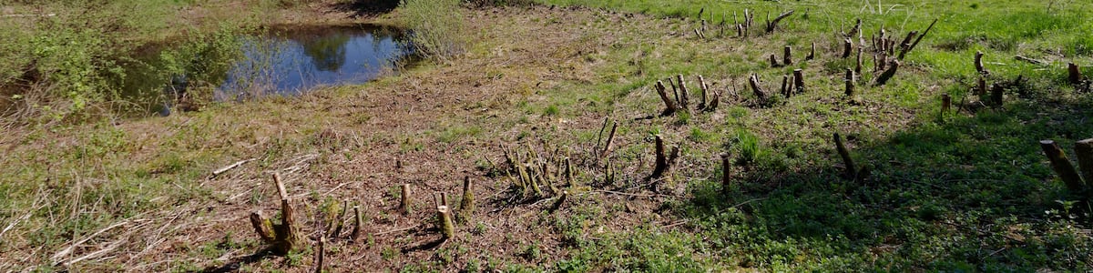 Photo "Nördlicher Teil des FFH-Gebietes Wittmoor in Hamburg, Heidefläche" by Dirtsc (Creative Commons Attribution-Share Alike 4.0) / Cropped from original