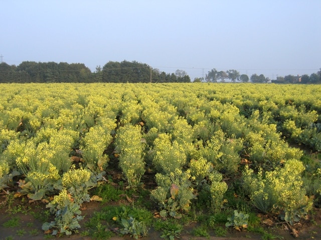 A blown cauliflower crop off Browntoft Lane, Donington, Lincs