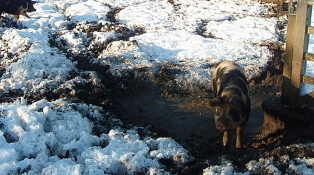Photo "Molesworth" by Michael Trolove (CC BY-SA) / Cropped from original