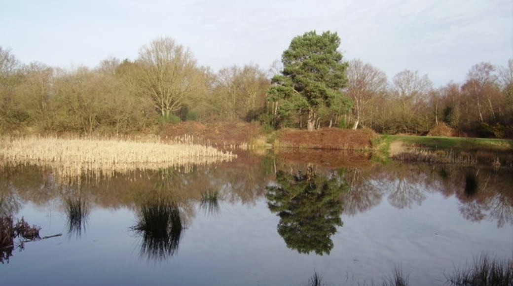 Photo "Yateley Common Country Park" by Diane Sambrook (CC BY-SA) / Cropped from original