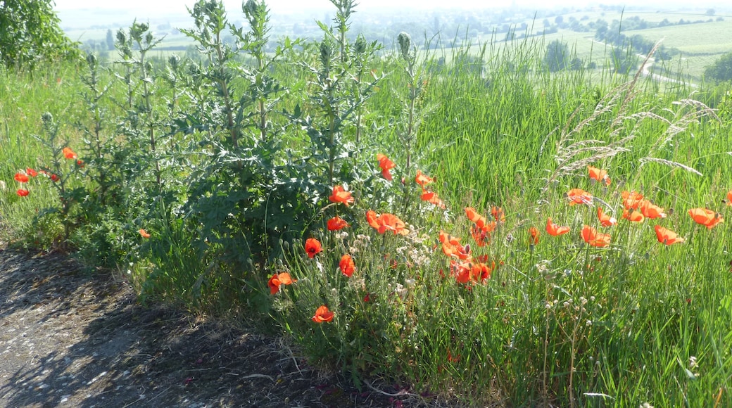 Bildet «Herxheim am Berg» tatt av Jacquesverlaeken (CC BY-SA) / originalbilde beskjært