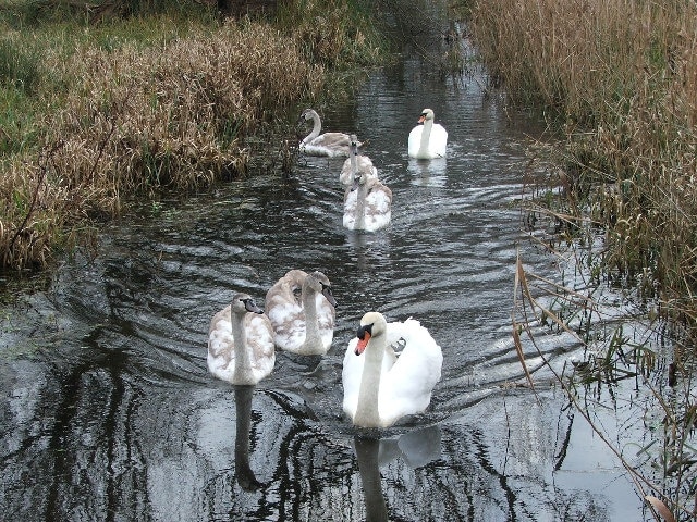 Magor Marsh Nature Reserve. Seven swans a-swimming on Christmas Day 2005. Gwent Wildlife Trust look after this SSSI which has the last traditionally managed remnant of fenland in the Gwent Levels.