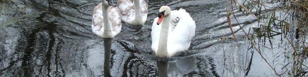 Photo "Magor Marsh Nature Reserve. Seven swans a-swimming on Christmas Day 2005. Gwent Wildlife Trust look after this SSSI which has the last traditionally managed remnant of fenland in the Gwent Levels." by Mrs Blorenge (Creative Commons Attribution-Share Alike 2.0) / Cropped from original