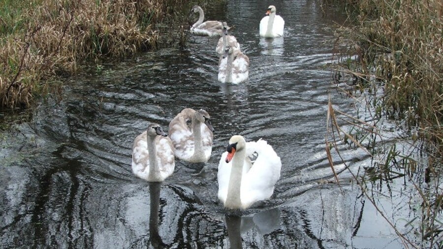 Photo "Magor Marsh Nature Reserve. Seven swans a-swimming on Christmas Day 2005. Gwent Wildlife Trust look after this SSSI which has the last traditionally managed remnant of fenland in the Gwent Levels." by Mrs Blorenge (Creative Commons Attribution-Share Alike 2.0) / Cropped from original