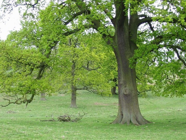 Foto “Fawsley” tomada por chris cox (CC BY-SA); recorte de la original