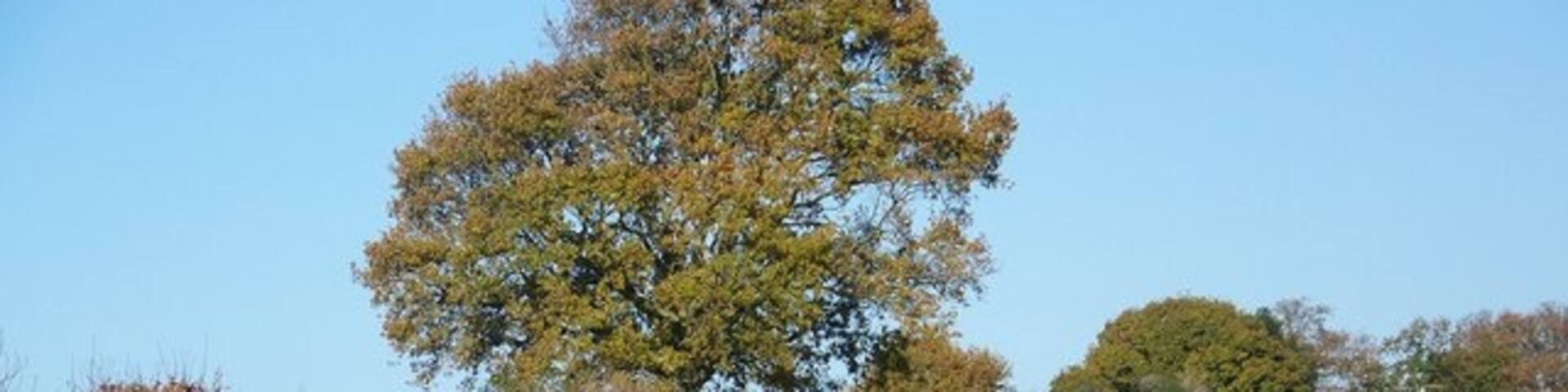 Heading towards Fovant The bridleway to Fovant, known as Tisbury Road, runs the other side of the fence. The track is totally overgrown and the field edge has been used as the thoroughfare.