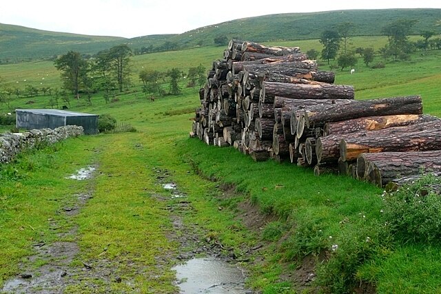 Logs at Fawdon West of the farm, next to the footpath towards West Hill, which is probably where these longs have been brought down from, there being plantations in that area.