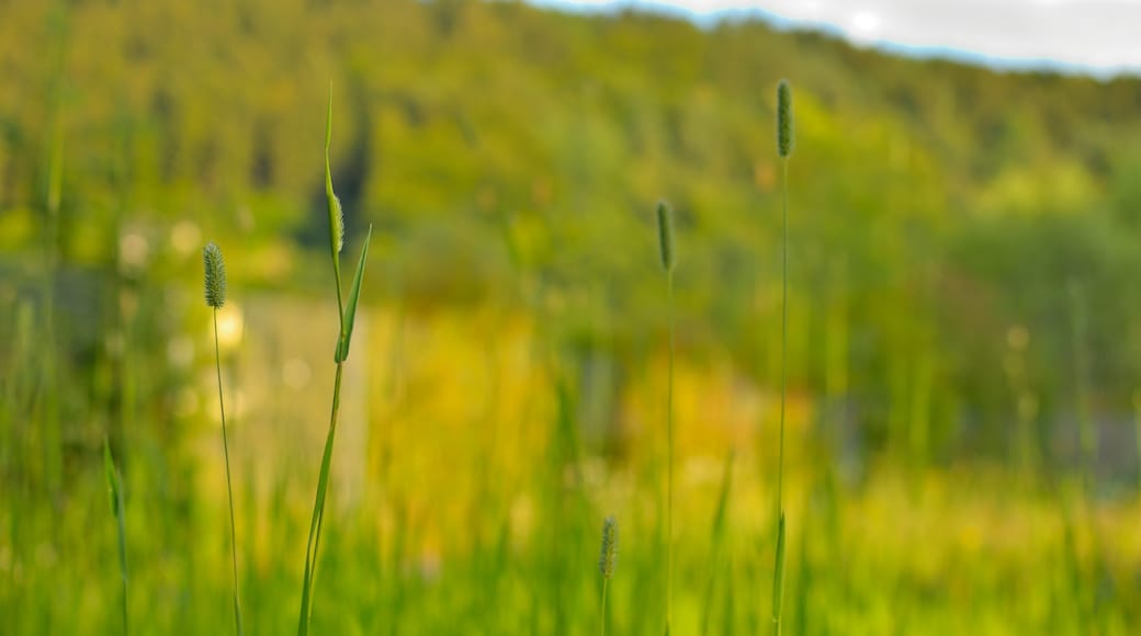 Photo "Niederschelden" by ngocchat1014 (CC BY) / Cropped from original