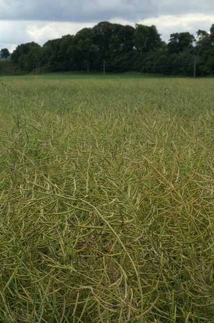 Oil Seed Rape