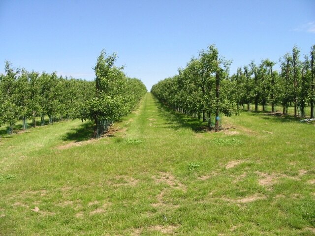 Footpath through the orchard It isn't obvious which row the footpath follows.